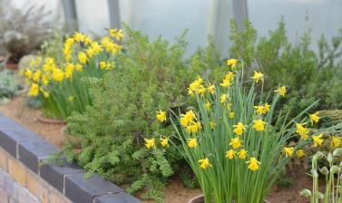 Daffodils in the Alpine House