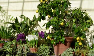 Hyacinth display in Conservatory