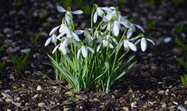 Snowdrops