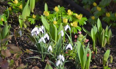 Snowdrops and Aconite