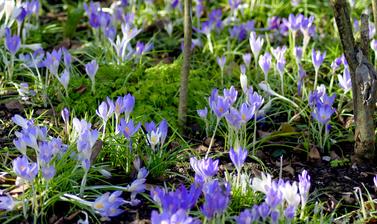 Spring Crocus