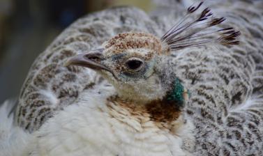 Peahen Peacock