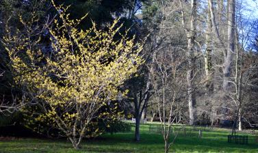 Witch Hazel on the Acer Glade