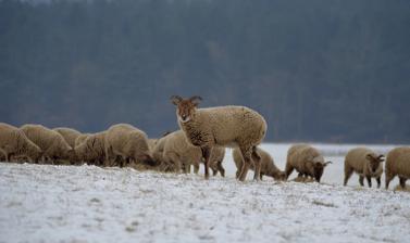 Winter Sheep Arboretum