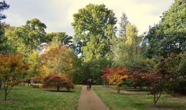 The Acer Glade