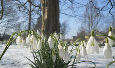 Snowdrops in Snow