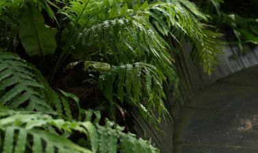 fernery