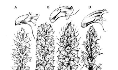 Orobanche picridis and related taxa