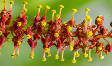 focus stacked nepenthes flower glasshouses  botanic garden 