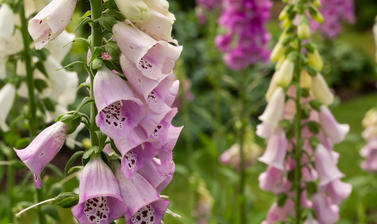 foxgloves  medicinal beds  botanic garden  walled garden