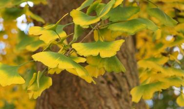 ginkgo
