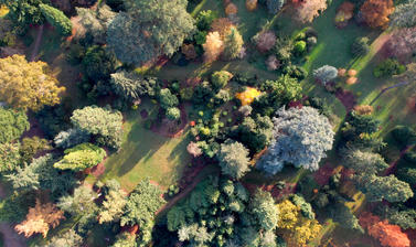 golden arboretum drone shot