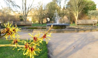 hamamelis mollis