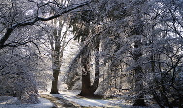 harcourt arboretum  acer glade  winter  snow