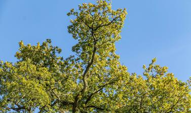 harcourt arboretum autumn 2021