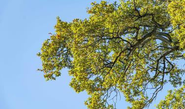 harcourt arboretum autumn 2021