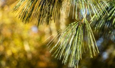 harcourt arboretum autumn 2021