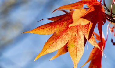 harcourt arboretum autumn 2021