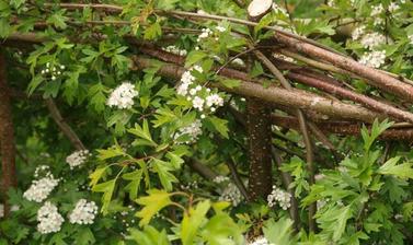 Hedge-laying_1