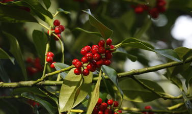 holly berries