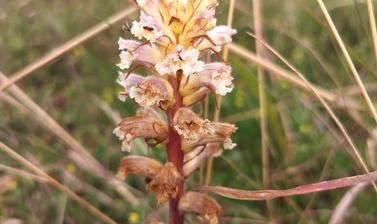 Orobanche picridis