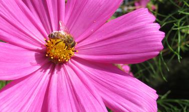 honey bee on flower