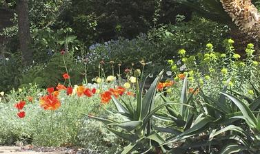 A picture of frothy overflowing informal garden beds. Mostly greens, but dotted with flowers in reds, yellows, and whites.