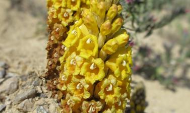 Cistanche tubulosa 