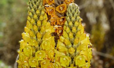 Cistanche tubulosa 