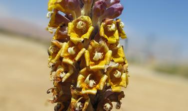 Cistanche tubulosa 