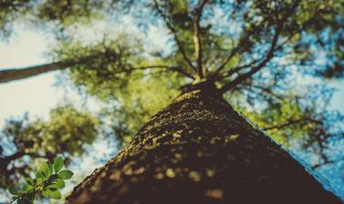 tree climbing - irene davila 45779 unsplash