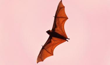 Bat