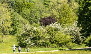 long distance shot of a family at harcourt arboretum