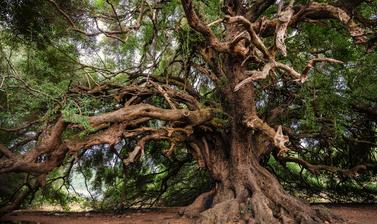 long long life of trees  winter lectures