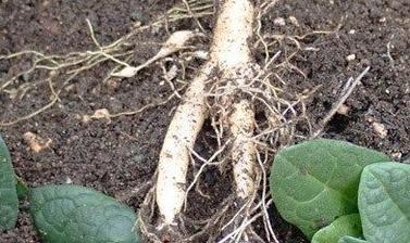 mandrake