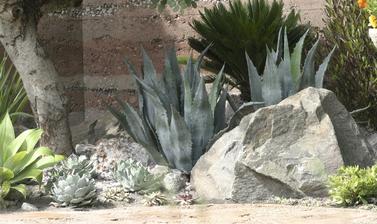 A martian garden, with succulents and other plants against a red wall. 