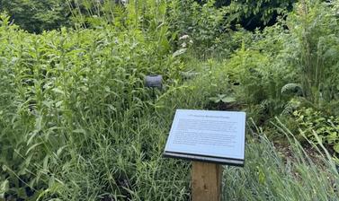 medicinal beds june 2024 0781 medium