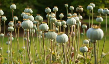 medicinal quarter opium poppy tw03