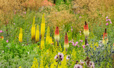 merton borders  p1012422