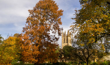 metasequoia glyptostroboides