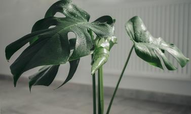 monstera ge9d949641