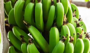 musa acuminata  botanic garden  rainforest house  glasshouse