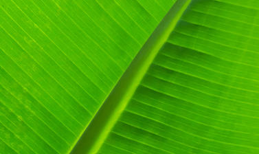 musa acuminata  botanic garden  rainforest house  glasshouse  leaf pattern