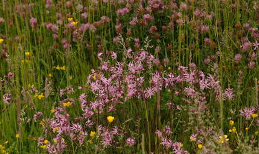 lychnis flos-cuculi_ragged robin in June