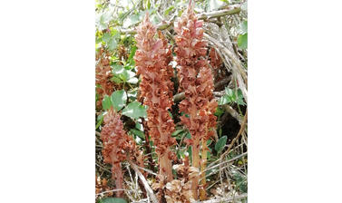 Orobanche rapum-genistae flower