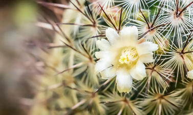 A cacti in bloom