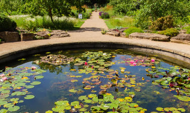 Lily Pond in Rock Garden