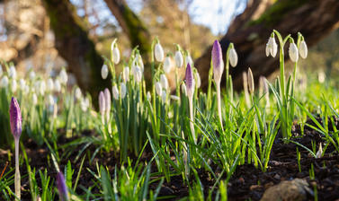 Snowdrops and Crocuses