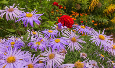 Autumn Border p1014115