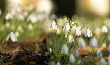 Snowdrops - Oxford Botanic Garden 
